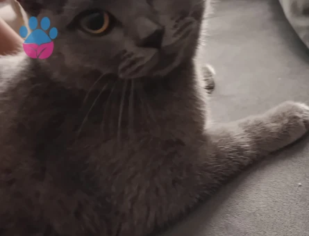 British Shorthair Kızımıza eş arıyoruz - 118985179