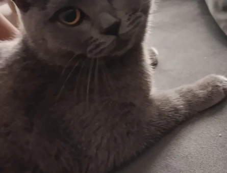 British Shorthair Kızımıza eş arıyoruz - 118985179