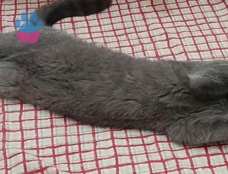 British Shorthair Kızımıza eş arıyoruz - Görsel 3