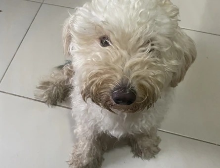 Toy poodle 2 Yaşında Eş Aranıyor - 118972347