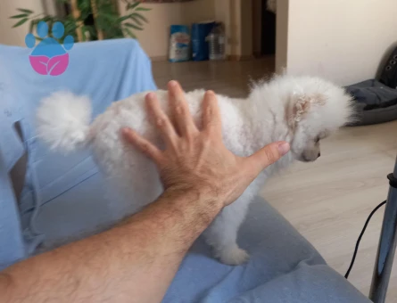Beyaz Teacup Pomeranian Boo ''Fendi'' Damadınız Olmaya Hazır