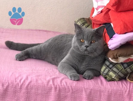 SAFKAN BRİTİSH SHORTHAİR