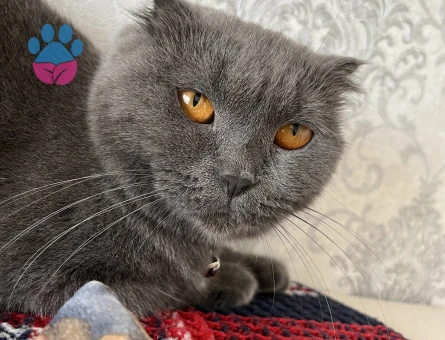 Kızıma erkek eş beyaz ya da golden British arıyorum