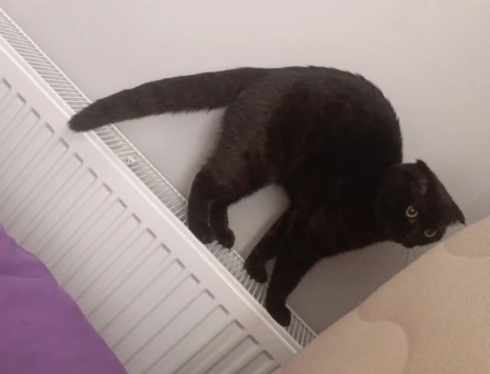 Scottish Fold Oğlumuza eş arıyoruz - 118980331