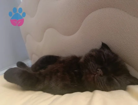 Scottish Fold Oğlumuza eş arıyoruz