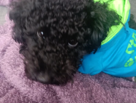 Toy Poodle Oğluma Eş Arıyorum - 118972826