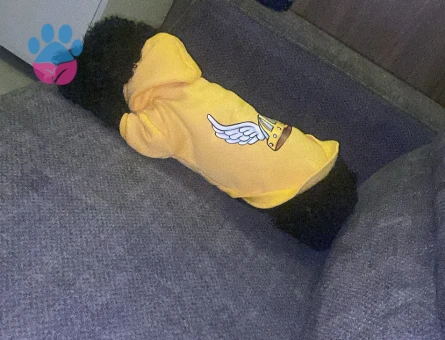 Toy Poodle Oğluma Eş Arıyorum