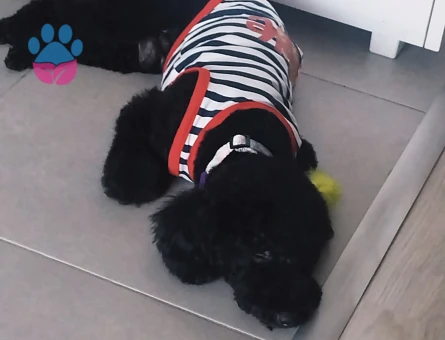 Toy Poodle Oğluma Eş Arıyorum