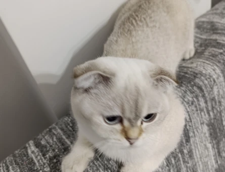 8 aylık scottish fold kızımıza eş arıyoruz - 118972828