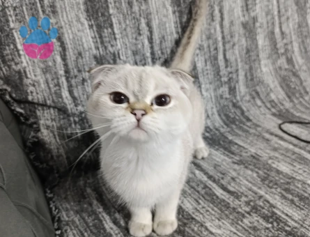 8 aylık scottish fold kızımıza eş arıyoruz
