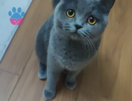British Shorthair Kızım mila eş arıyoruz