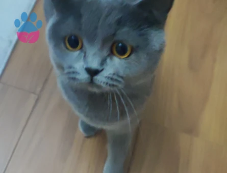 British Shorthair Kızım mila eş arıyoruz
