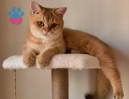 Golden British Shorthair kızıma eş arıyoruz!