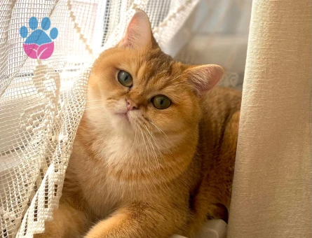 Golden British Shorthair kızıma eş arıyoruz!