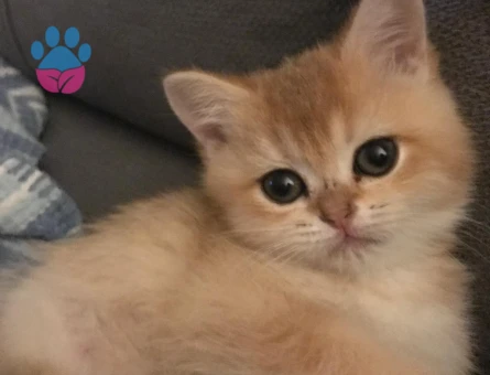 Golden British Shorthair kızıma eş arıyoruz!