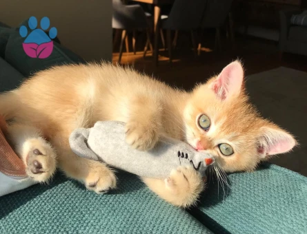 Golden British Shorthair kızıma eş arıyoruz!