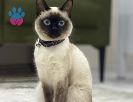 Siyam kedisi 1 Yaşında Eş Arıyor