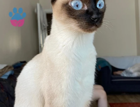 6 yaşındaki efsamıza damat adayı arıyoruz.