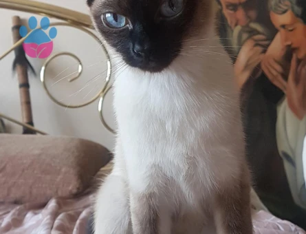 6 yaşındaki efsamıza damat adayı arıyoruz.