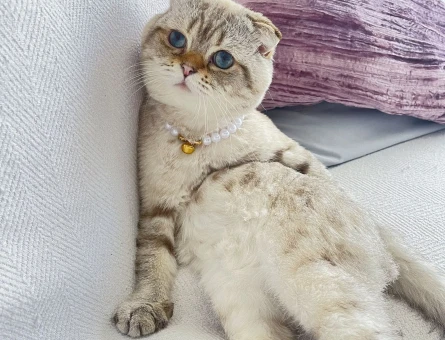 Scottish Fold 2 Yaşında Latteye Eş Arıyorum - 118972841