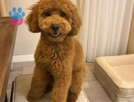 1 Yaşında Toypoodlee Erkek