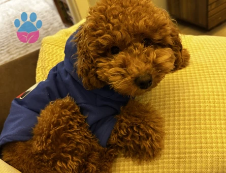 1 Yaşında Toypoodlee Erkek