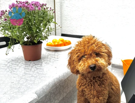 1 Yaşında Toypoodlee Erkek