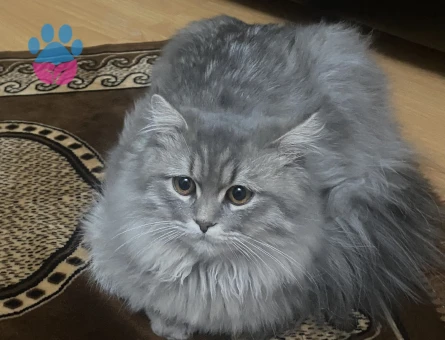 British Shorthair Kızıma Eş Arıyorum