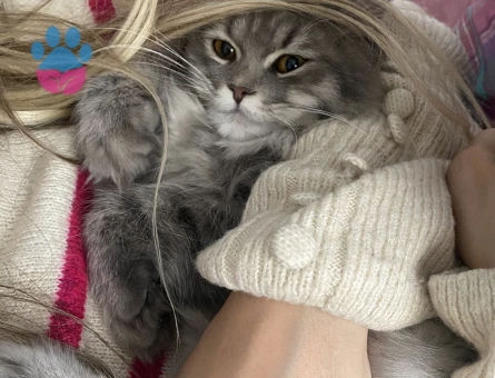 British Shorthair Kızıma Eş Arıyorum