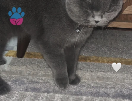 Prensesimize eş arıyoruz