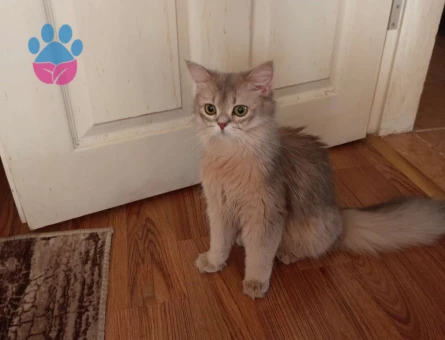 İran kedisi dişi aynı cinsten eş arıyorum