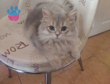 İran kedisi dişi aynı cinsten eş arıyorum