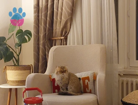 İRAN Persian Dişi kendimize eş