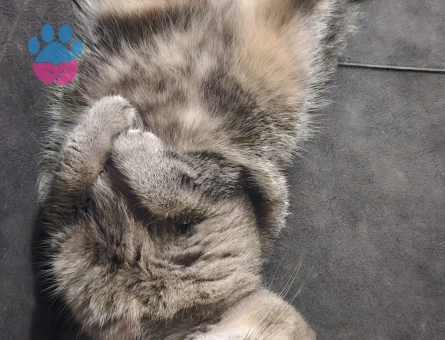 Dişi fold kedime eş arıyorum