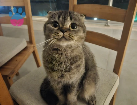 Dişi fold kedime eş arıyorum