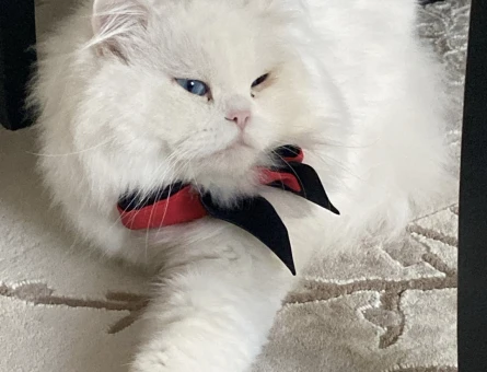 British Longhair 1,5 Yaşında Kedime Eş Arıyorum - 118980795
