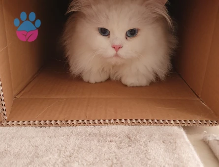 British Longhair 1,5 Yaşında Kedime Eş Arıyorum