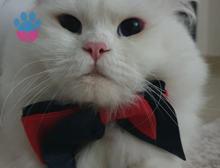 British Longhair 1,5 Yaşında Kedime Eş Arıyorum