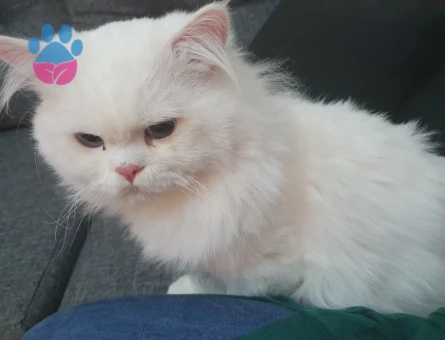 British Longhair 1,5 Yaşında Kedime Eş Arıyorum