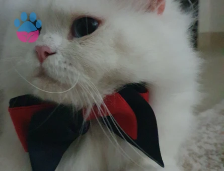 British Longhair 1,5 Yaşında Kedime Eş Arıyorum