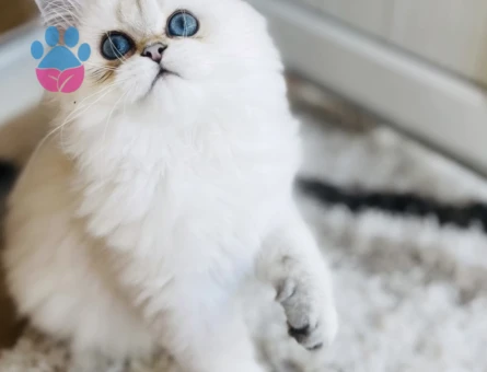 Kızımıza eş arıyoruz