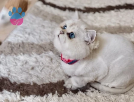 Kızımıza eş arıyoruz