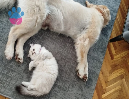 Kızımıza eş arıyoruz