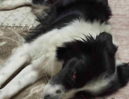 4 yaşinda Border Collie Nini Hanıma Eş arıyoruz. - 118973584