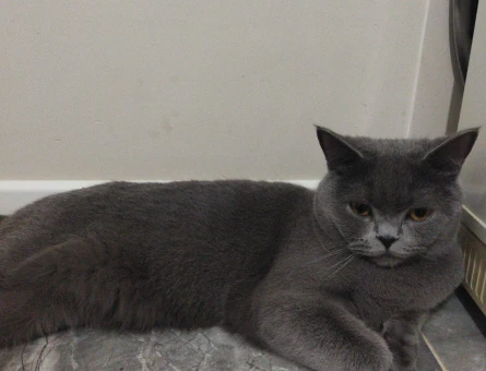 British shorthair - 118973585