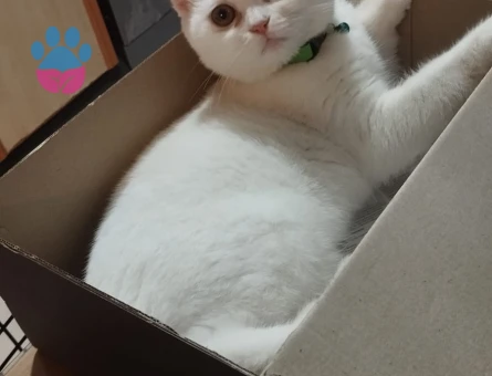 Scottih kıvrık kulak