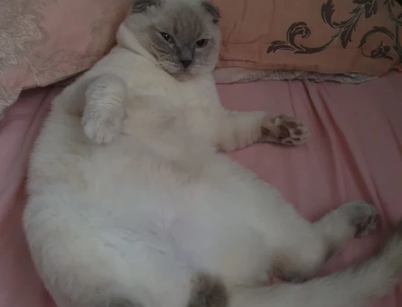 Scottish Fold Oğlumuza Eş Arıyoruz - 118973593