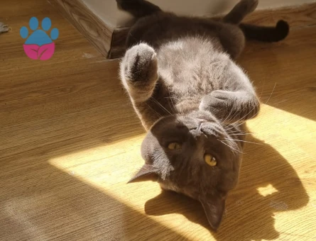 British Shorthair Kedime Eş Arıyorum 3 Yaşında