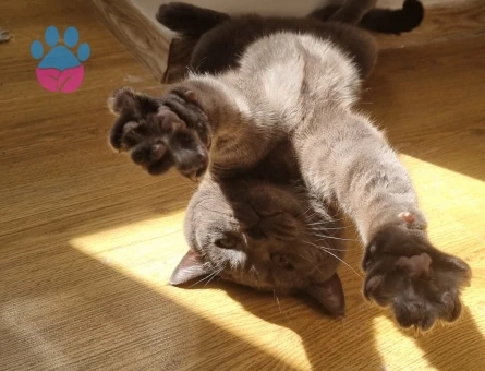 British Shorthair Kedime Eş Arıyorum 3 Yaşında