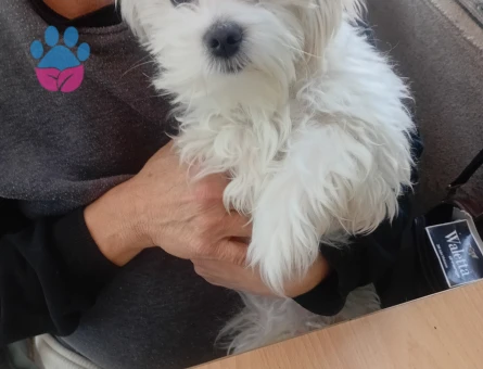 Yakışıklı Oğluma Eş Arıyorum